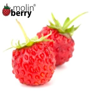 WILD STRAWBERRY