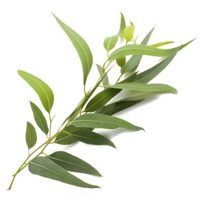 EUCALYPTUS (BOLSJEHUSET)